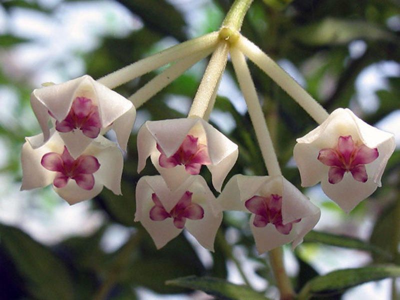 Hoya cantik semasa berbunga - foto perbungaan.