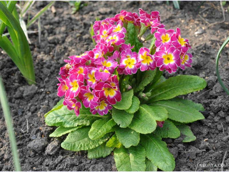 Primrose biasa boleh tumbuh di kebun atau di periuk di rumah.