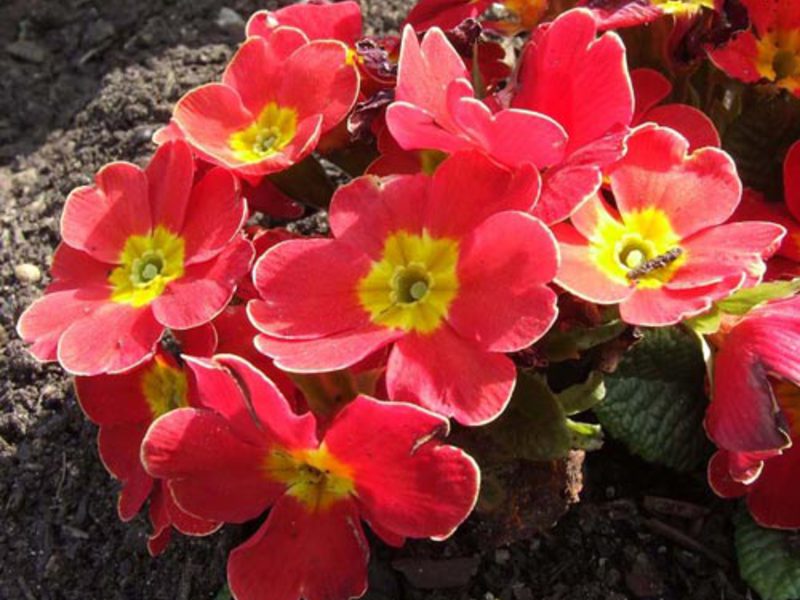 Primula sinensis - bunga cantik yang terang