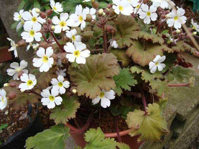 Primrose Cina ditunjukkan dalam foto