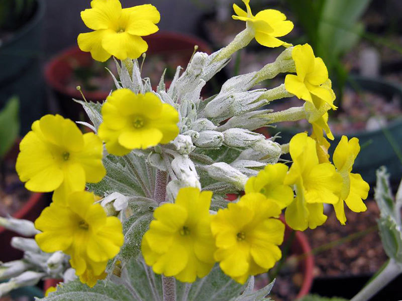  Primrose of Chusa - bunga kuning.