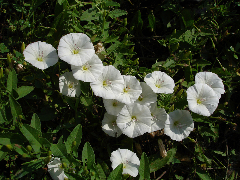 Penerangan mengenai calistegia kerinting