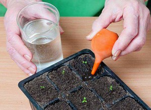 Kaedah memberi makan anak pokok petunia di rumah