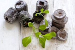 Penerangan mengenai kaedah menanam anak pokok petunia dalam tablet gambut