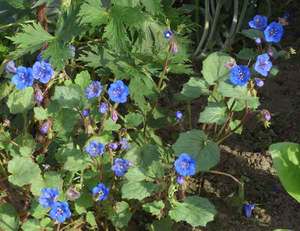 Mekar Phacelia adalah bunga biru kecil.