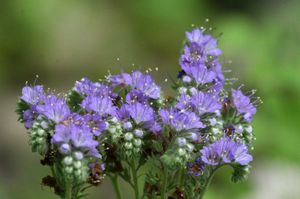 Phacelia ungu semasa berbunga.