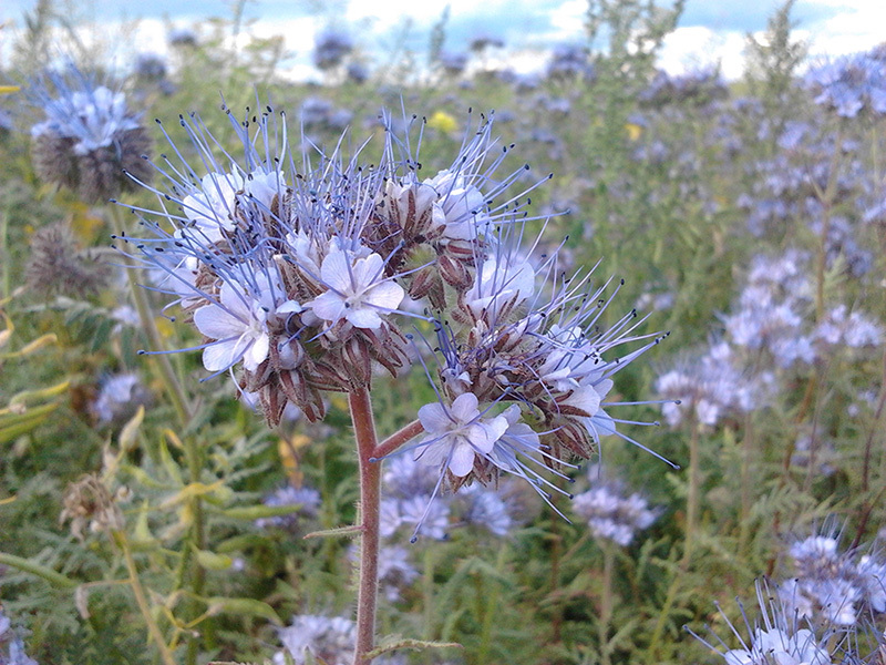 Phacelia bukan sahaja tumbuhan yang indah, tetapi juga tumbuhan yang pelbagai.