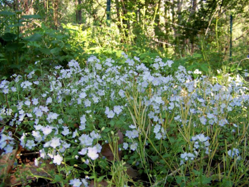 Phacelia Pursha - foto semak berbunga.