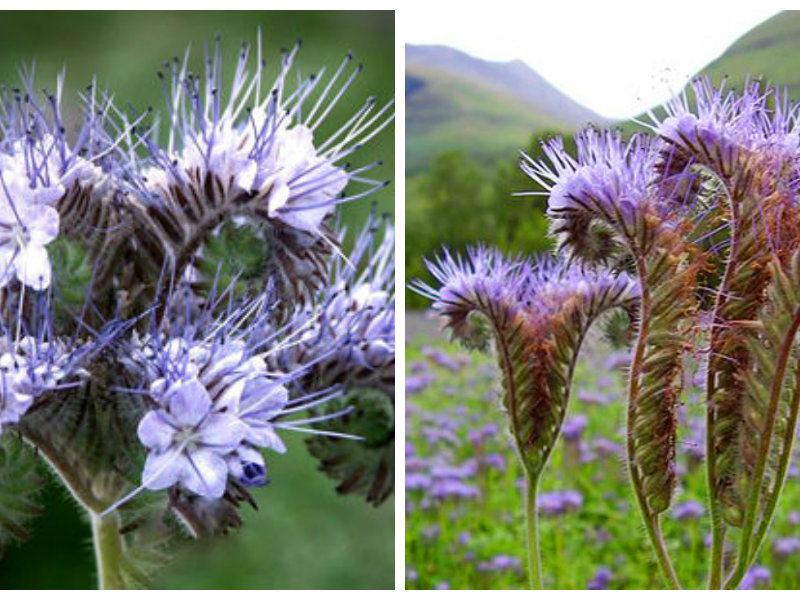 Phacelia twisted adalah jenis tanaman lain.