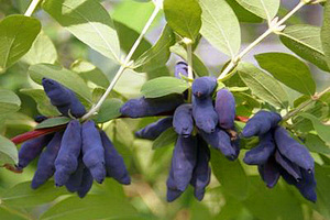 Honeysuckle di kebun