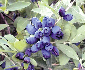 Honeysuckle yang semakin meningkat