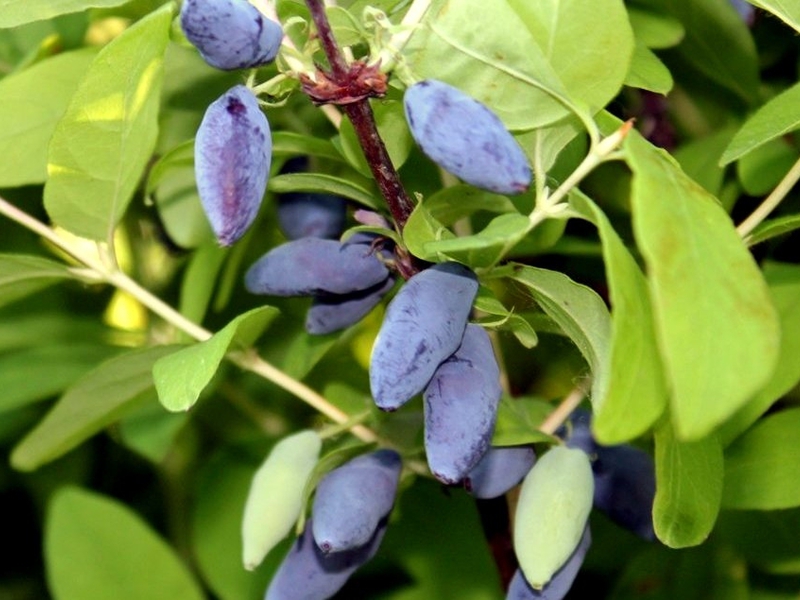 Cara menanam honeysuckle