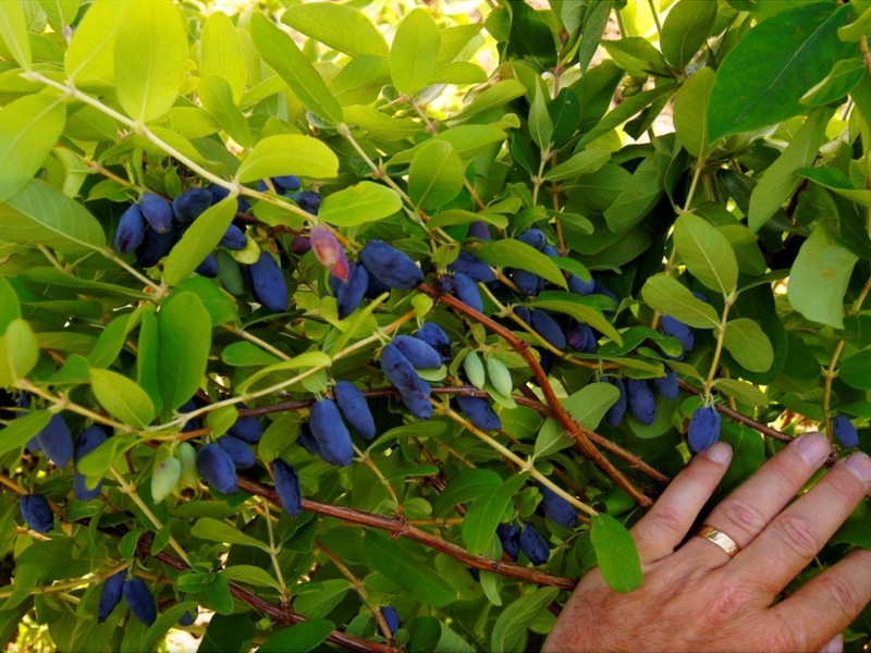 Adakah honeysuckle berbahaya