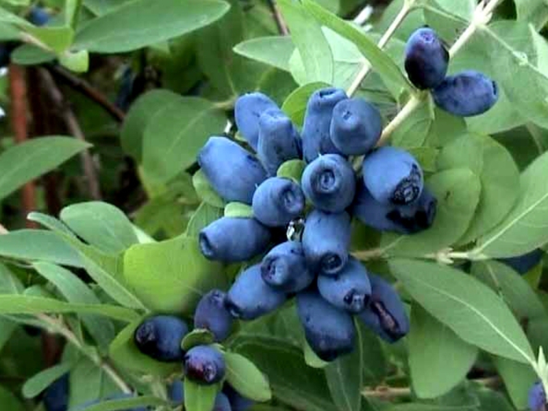 Apa jenis honeysuckle yang boleh dimakan