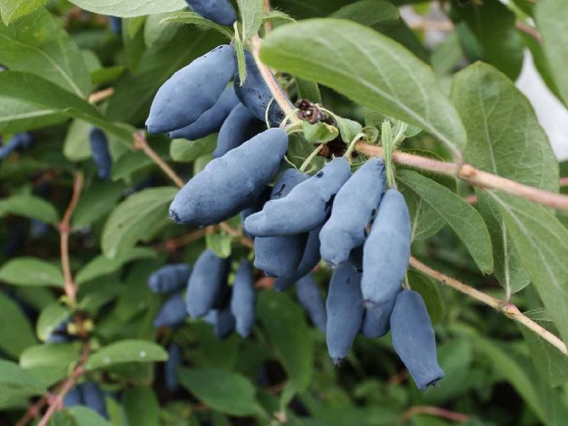 Honeysuckle berry biru