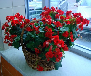 Penerangan begonia dalaman