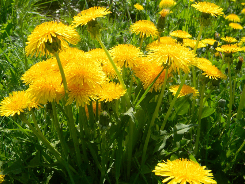 Penerangan bunga Dandelion