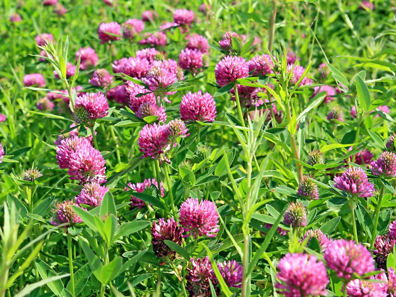 Pemandangan semanggi padang rumput merah