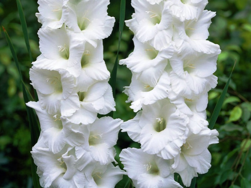 Kebun gladiolus Elang putih