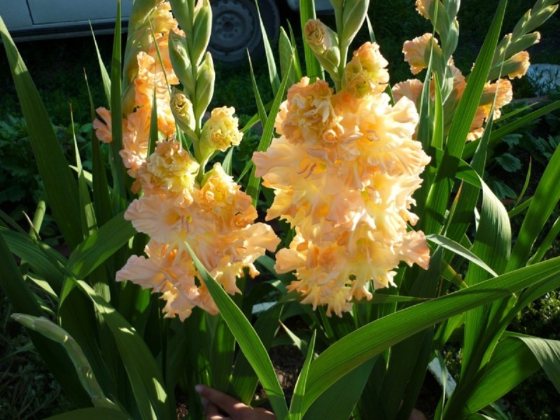 Pemandangan taman gladiol dari pelbagai Grand Duchess Elizabeth