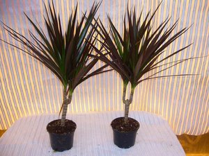 Dracaena: penjagaan rumah