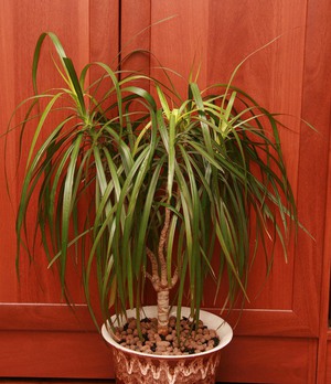 Dracaena compacta - tumbuhan renek malar hijau