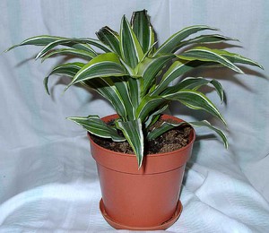 Cara merawat dracaena dengan betul