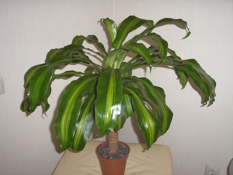 Pembentukan Dracaena