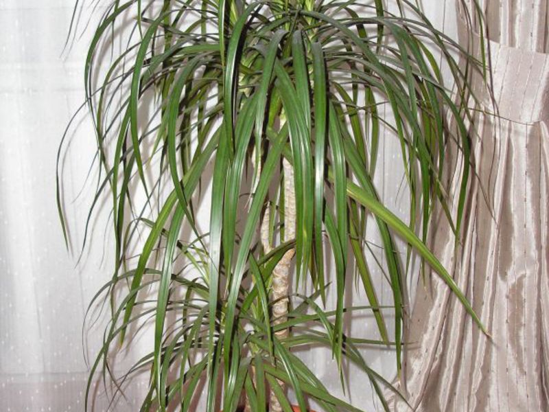 Bagaimana dracaena ditanam