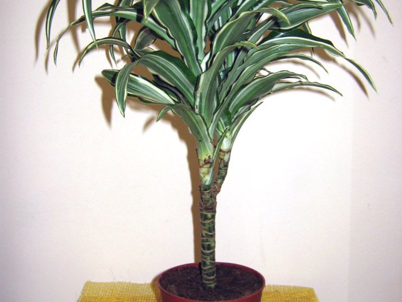 Kegemaran Dracaena