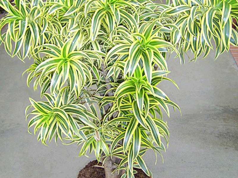 Adakah dracaena mekar