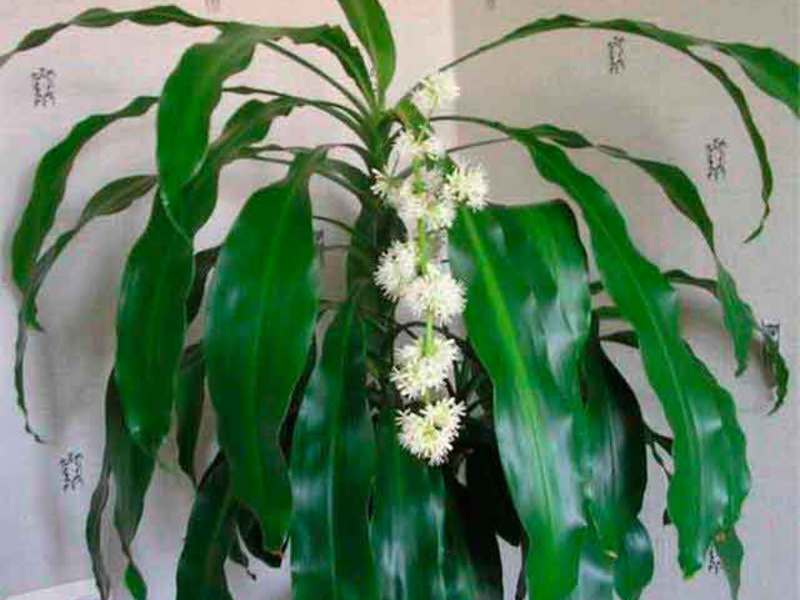 Penjagaan Dracaena