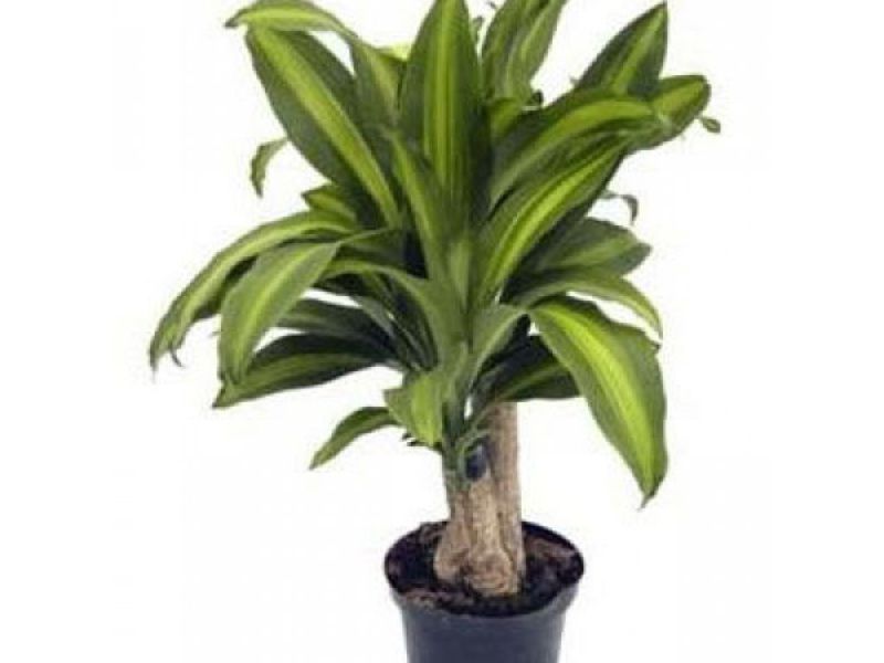 Dracaena hijau