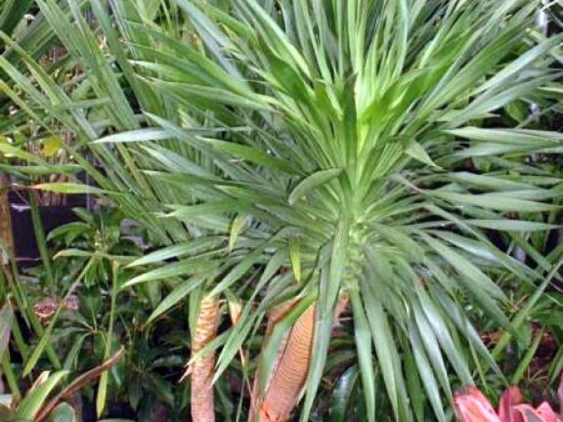 Spesies Dracaena