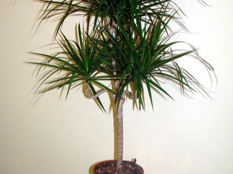 Varieti Dracaena