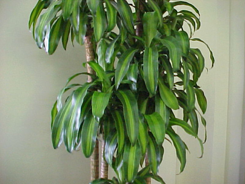 Cara menanam dracaena