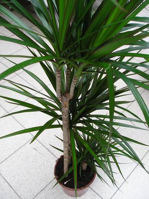 Satu jenis dracaena