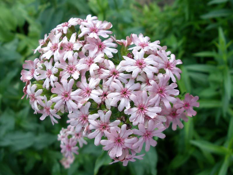 Lychnis atau Viscaria adalah bunga yang indah.