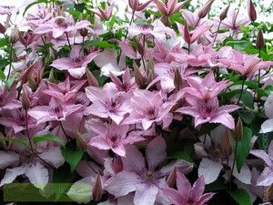 Penjagaan Clematis