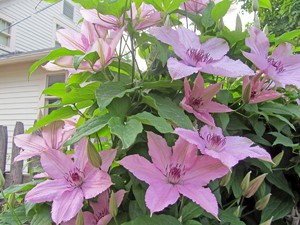 Cara menanam clematis