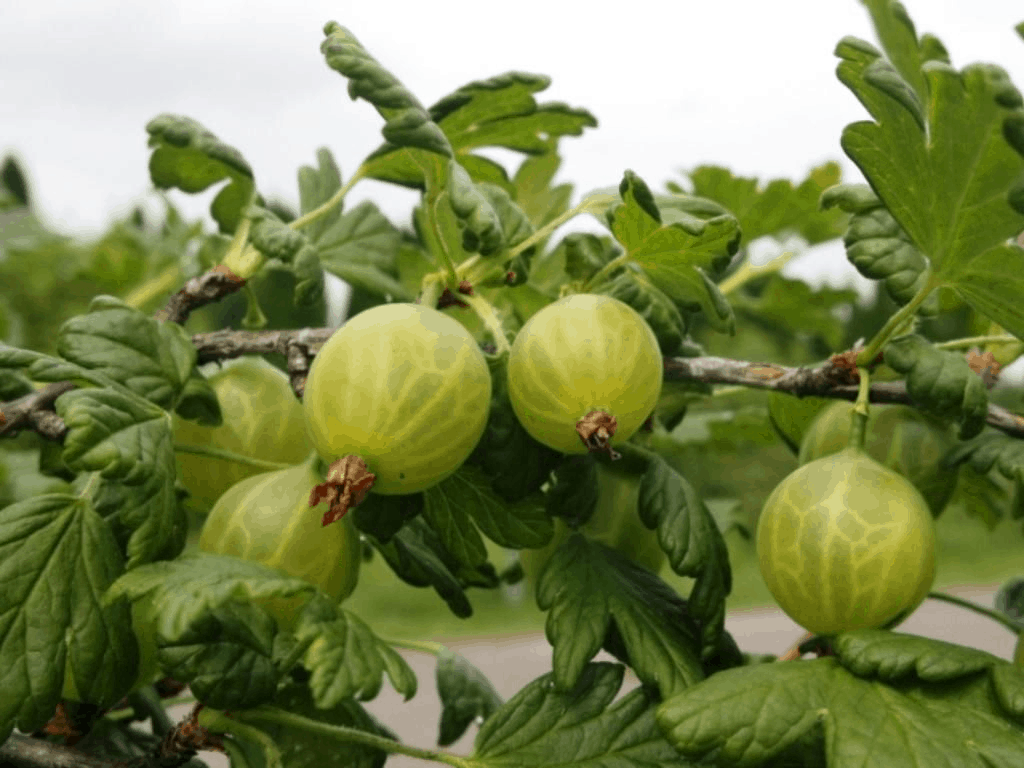 Teknologi untuk merawat gooseberry dari penyakit dan perosak, bergantung pada musim dan jenis penyediaannya