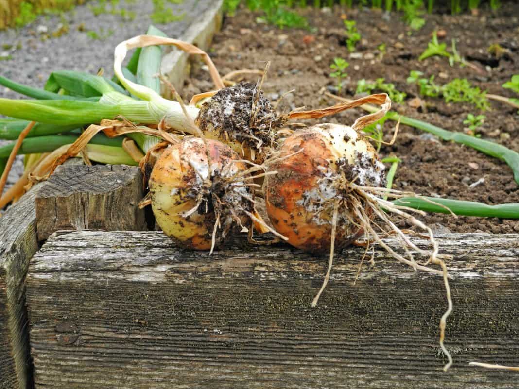 Bawang menjadi kuning di kebun: kami menyelesaikan dan mencegah masalahnya