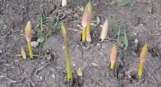 Amaryllis berbunga