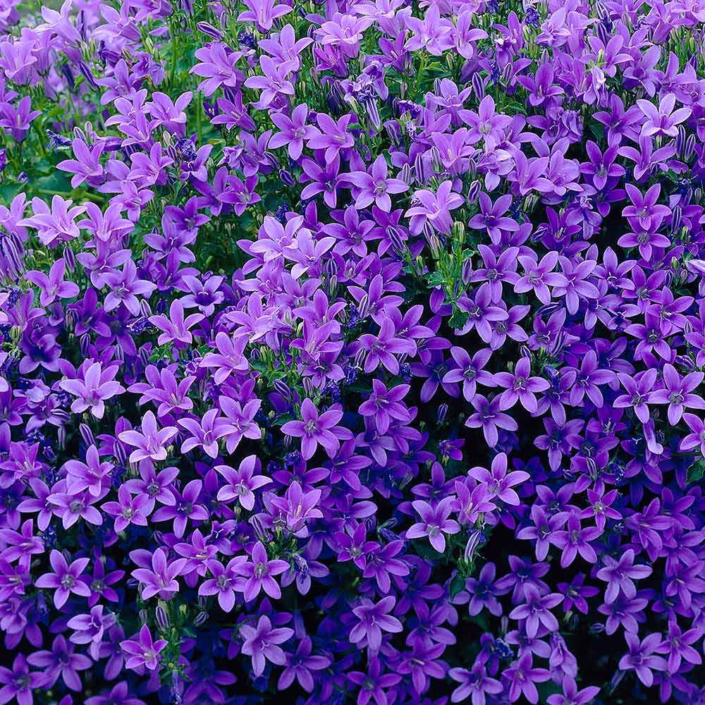 Penerangan mengenai campanula portenschlagiana