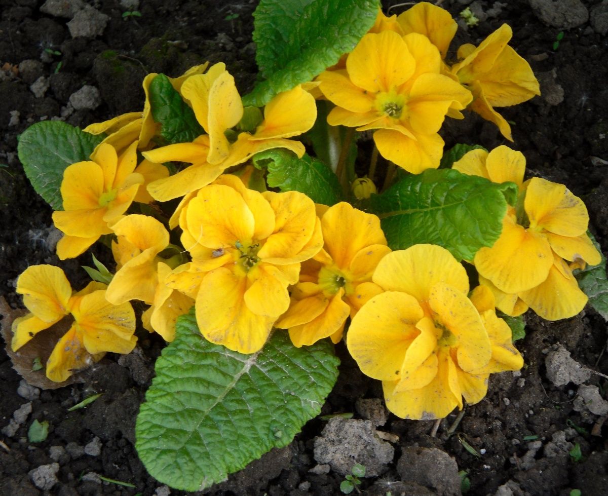 Primula - bunga primrose, ciri pelbagai