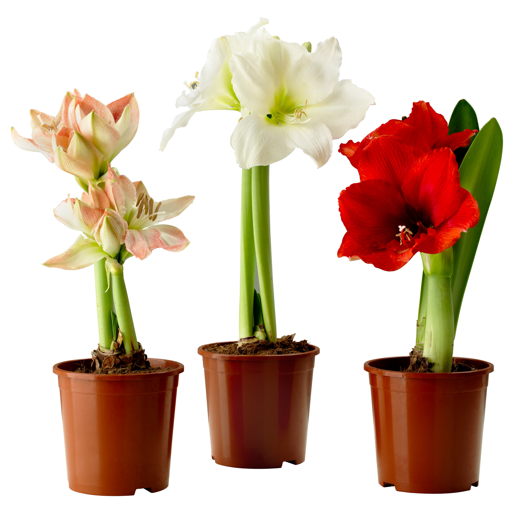 Hippeastrum - ciri penjagaan rumah