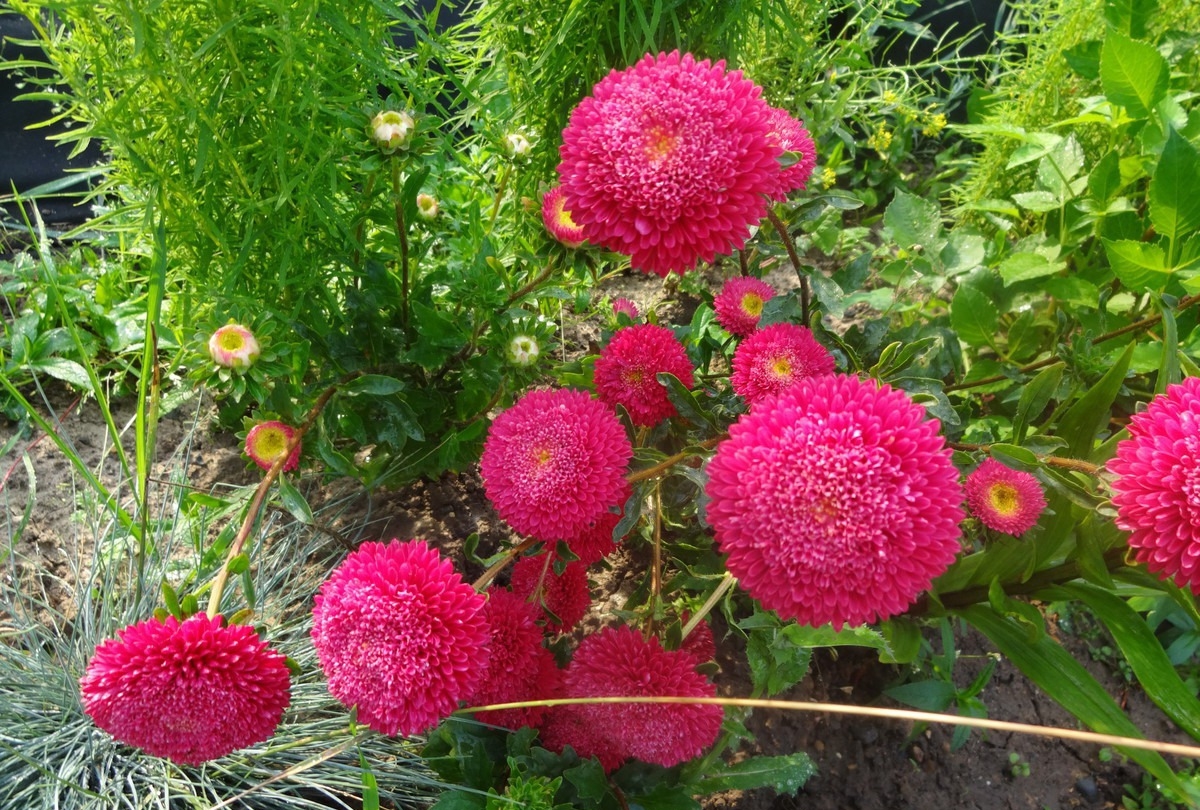 Aster pompom yang ingin tahu: bila hendak menanam dan bagaimana menanam yang paling indah?