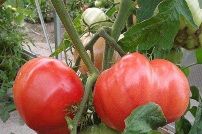 Tomato Bear Paw