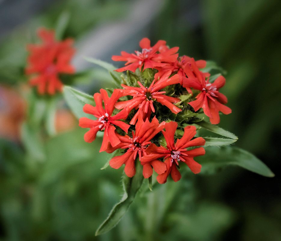 Lychnis bunga taman abadi: jenis, gambar, penanaman dan penjagaan