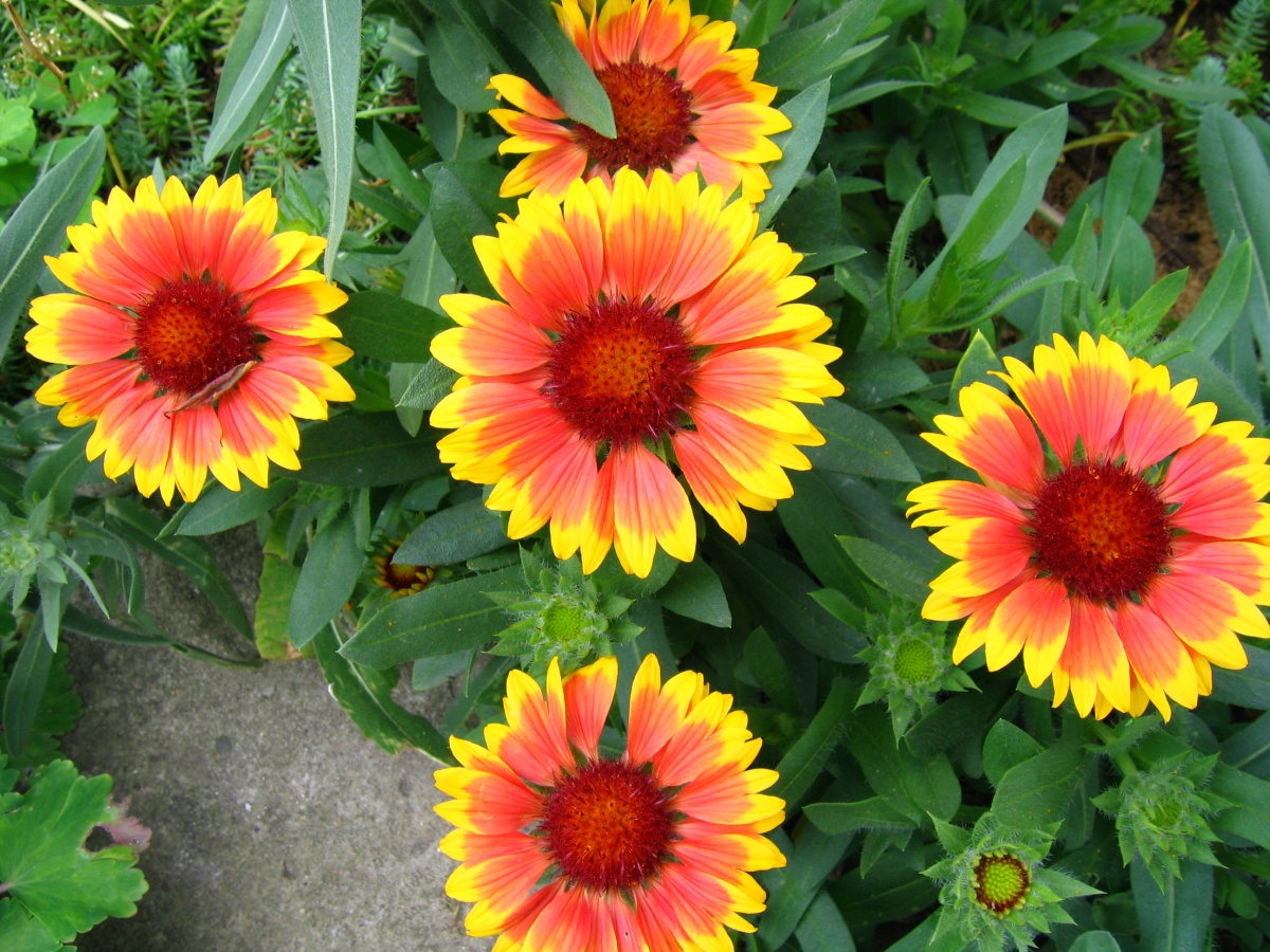 Solar Gaillardia: varietas, foto, penanaman dan perawatan di ladang terbuka